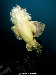 The Dark Side of Wobbegong by Marco Caraceni 